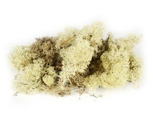 Islandský mach farbený