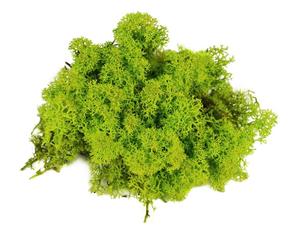 Islandský mach farbený