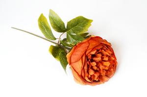 Pivonka