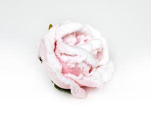 Ruža kvet zasnežená