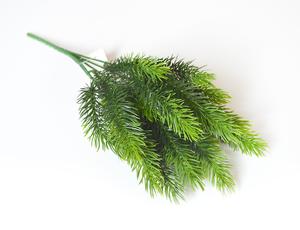 Jedľa vetva
