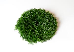 Veniec čečiny smrek