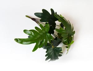 Monstera