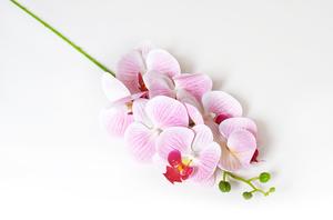 Orchidea