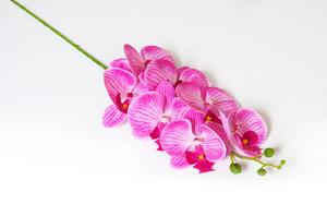 Orchidea