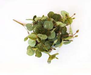 Populus