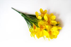 Narciska zväzok