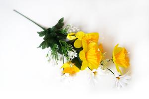 Narciska a margaretka