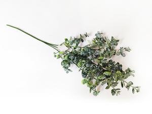 Eukalyptus vetva