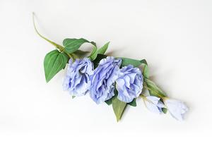 Eustoma