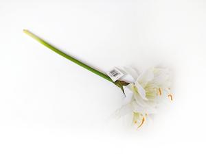 Amarylis bílá 50 cm