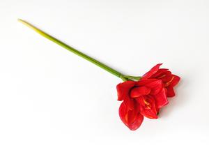 Amarylis červená  50 cm