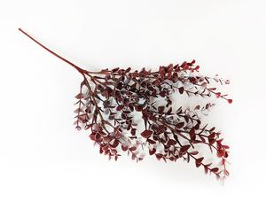Eukalyptus vetva
