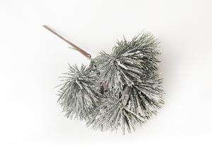 Borovica vetvička Borovica vetvička