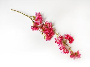 Čerešňa vetva Čerešňa vetva